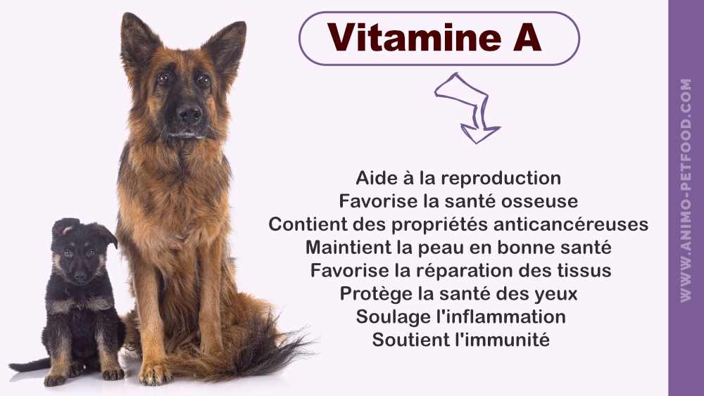 vitamine-a-pour-les-chiens